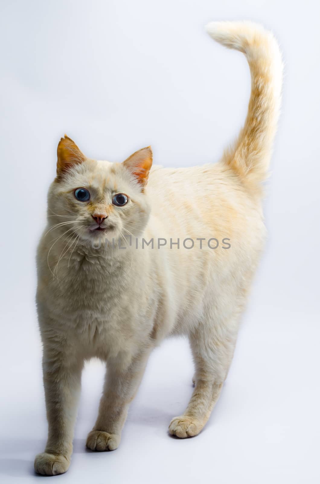gingerly red funny cat indignantly looks with blue eyes on a light background