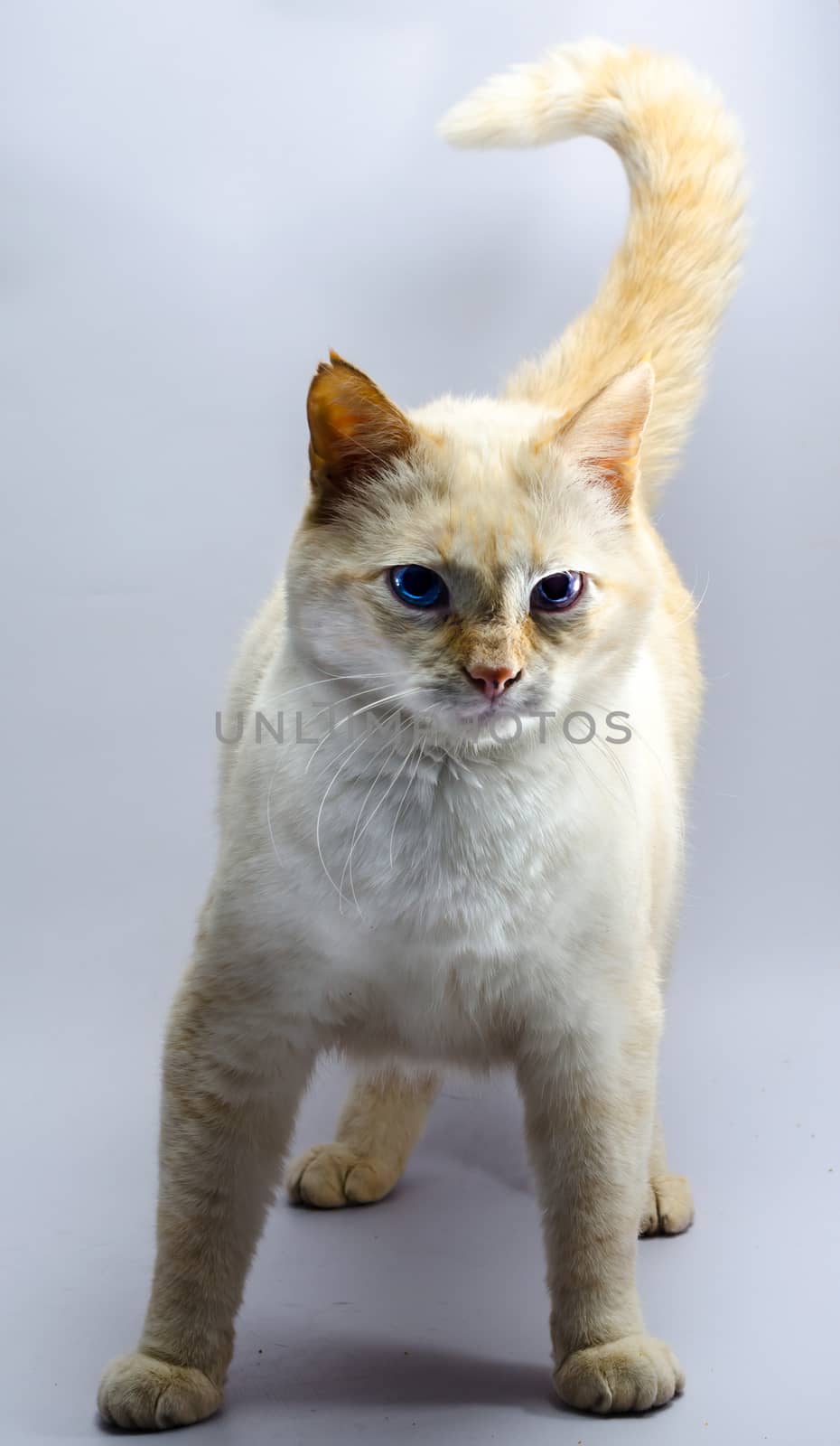 menacing standing red cat with blue eyes