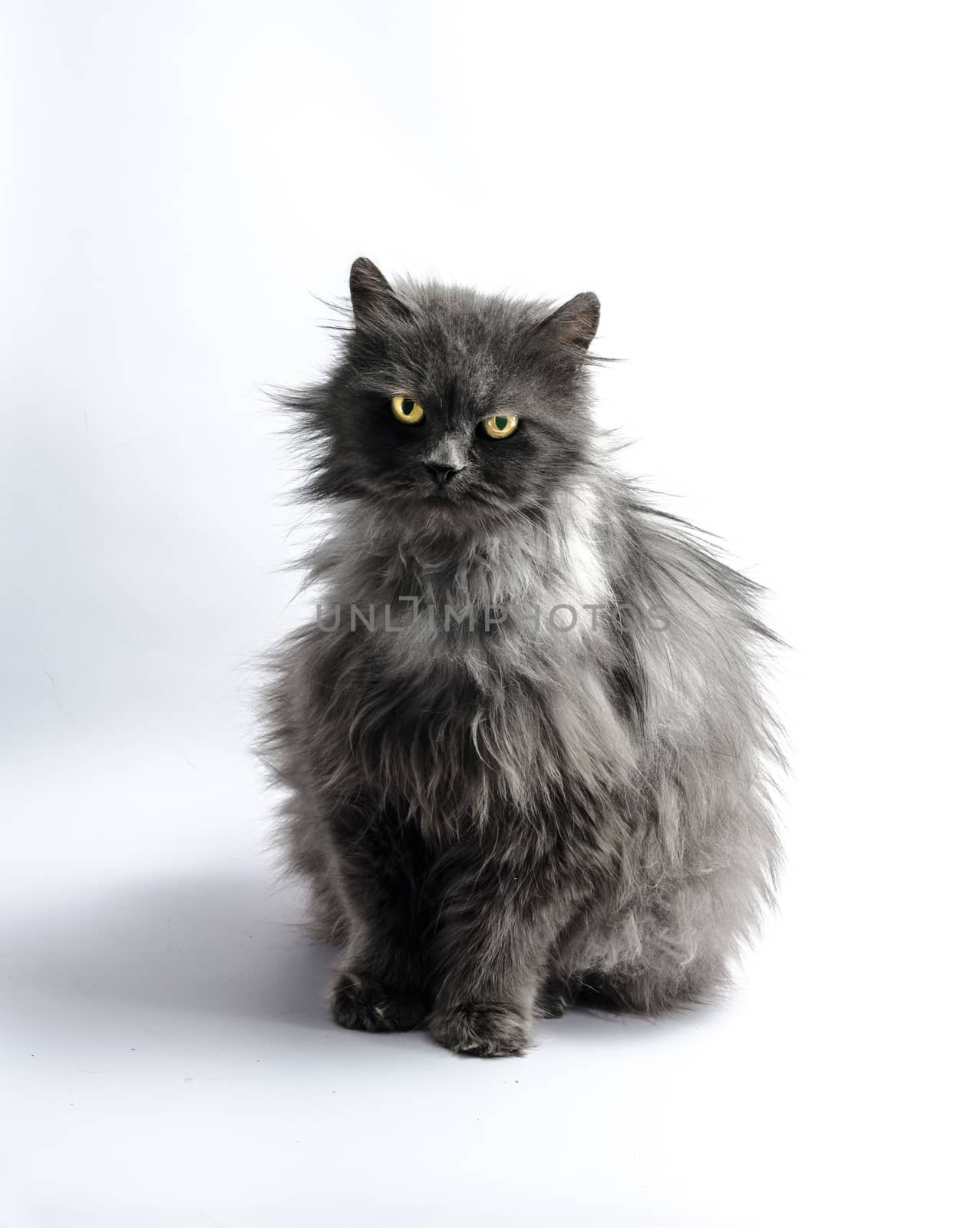 black shaggy longhair yellow-eyed cat looks reproachfully on light background