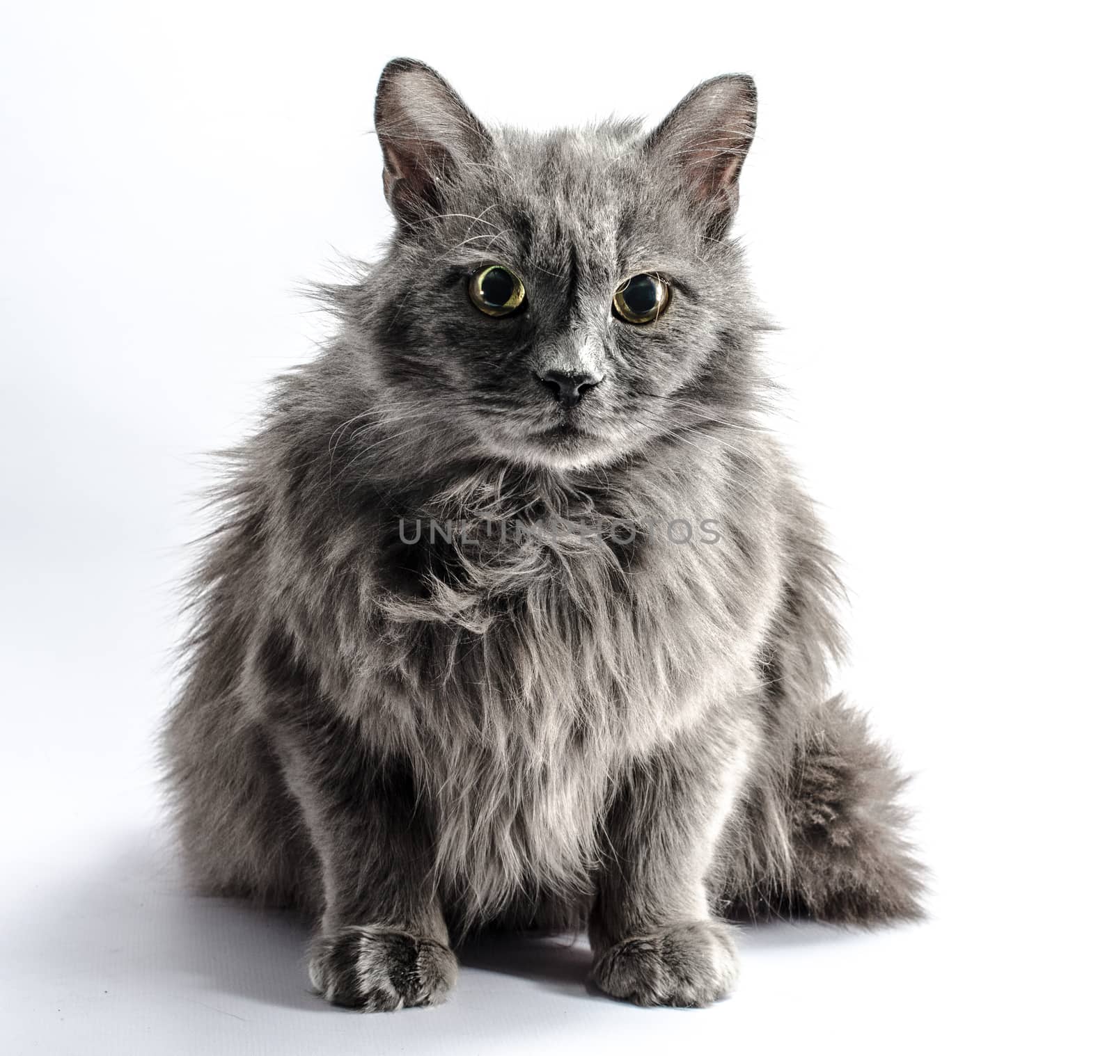 shaggy longhair gray cat looks fearfully on a light background