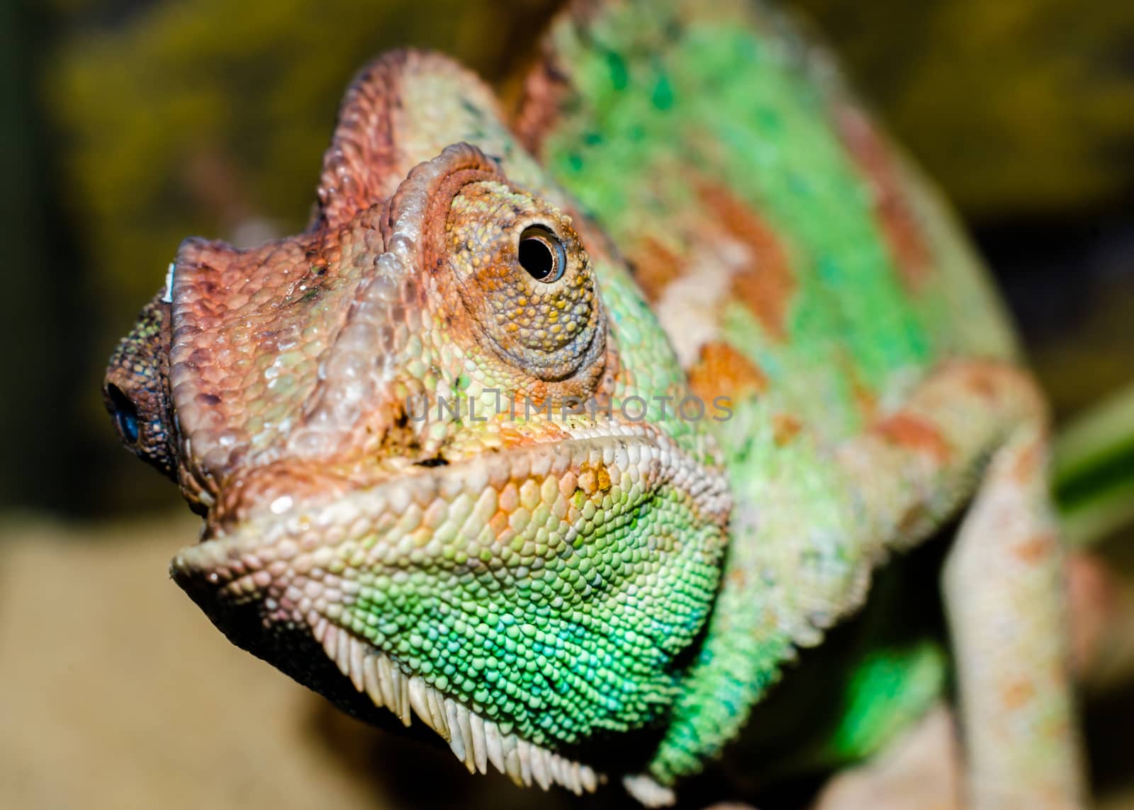 adult large color chameleon closeup