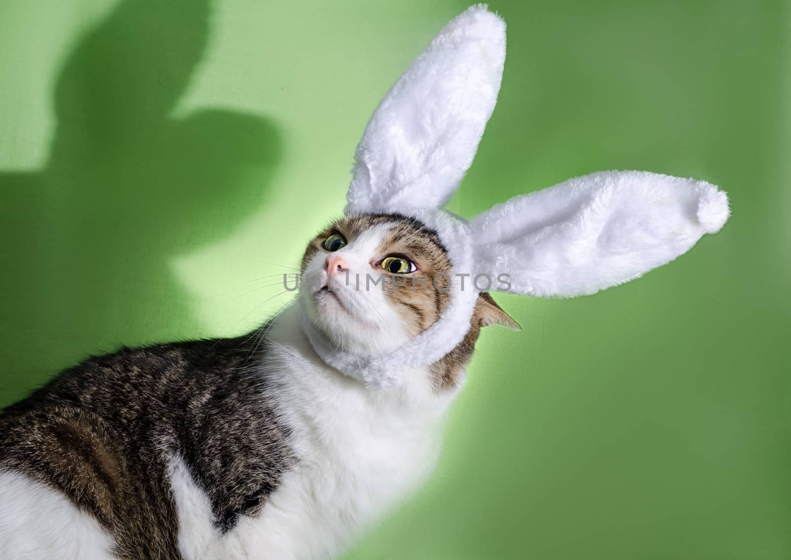 tabby cat in rabbit ears was frightened by the shadow