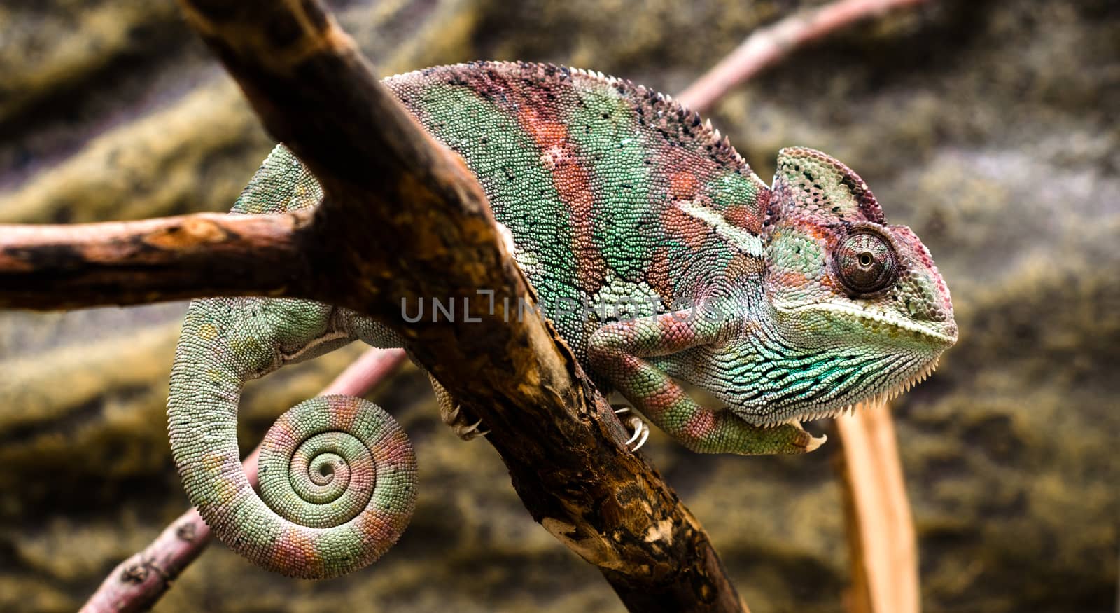 bright female Yemen chameleon sits on a branch on a yellow background
