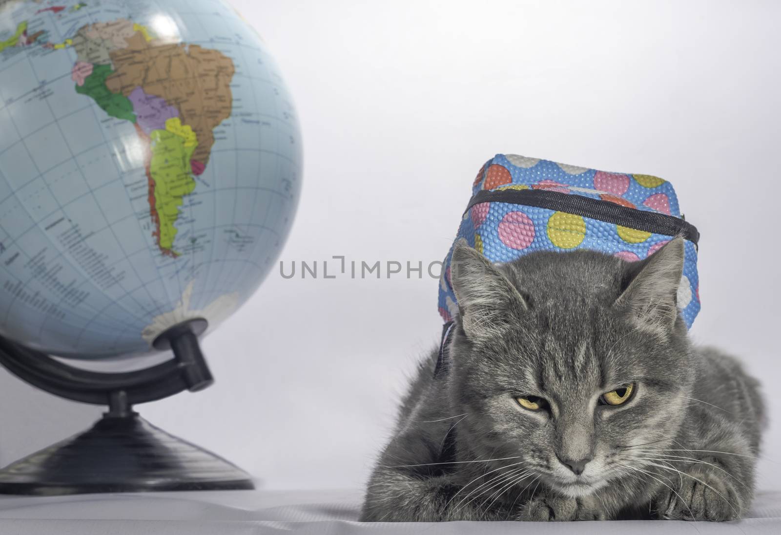 back to school evil gray tabby-colored cat with orange eyes and a blue backpack lies next to the golbus and looks unhappy