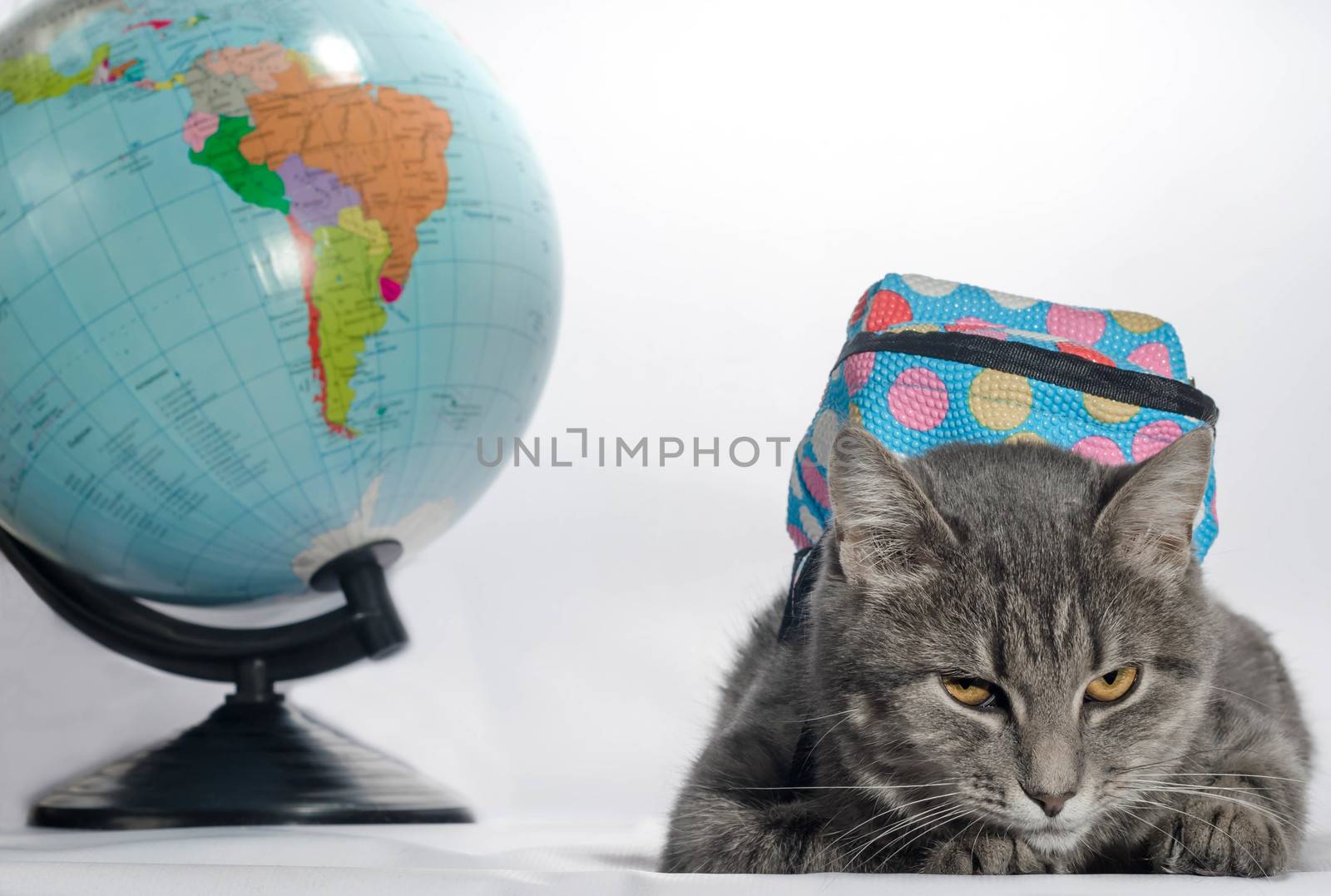 back to school evil gray tabby-colored cat with orange eyes and a blue backpack lies next to the golbus and looks unhappy