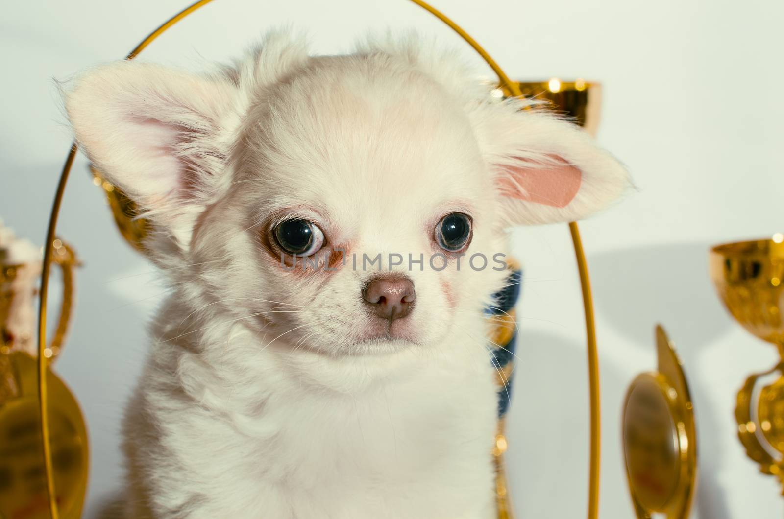 disgruntled cream chihuahua puppy among golden cups and awards