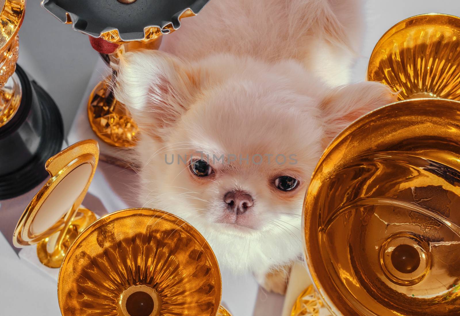 disgruntled cream chihuahua puppy among golden cups and awards