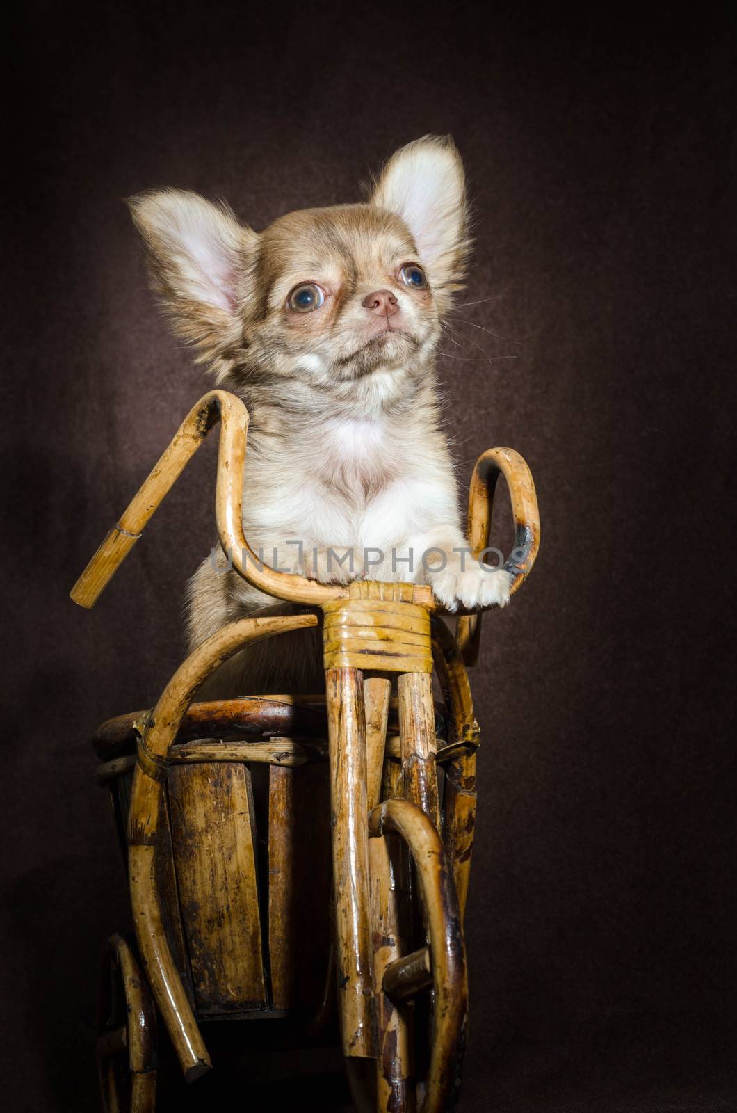 Portrait of a chihuhahua chihuahua puppy standing on its hind legs in a wooden toy bicycle on a brown dark background