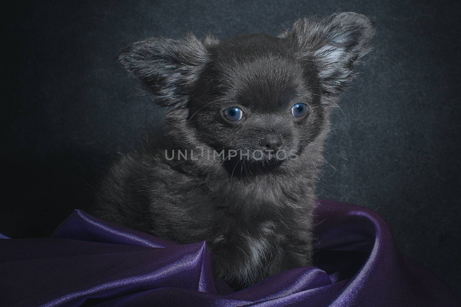 black little chihuahua puppy in folds of purple cloth on a dark background