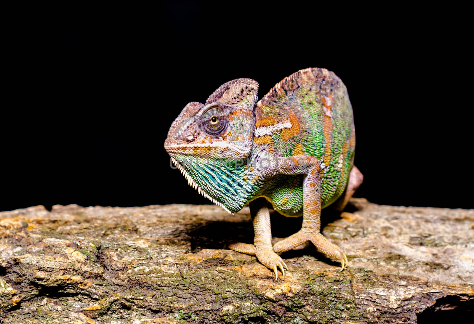 bright female Yemen chameleon on a tree on a black background