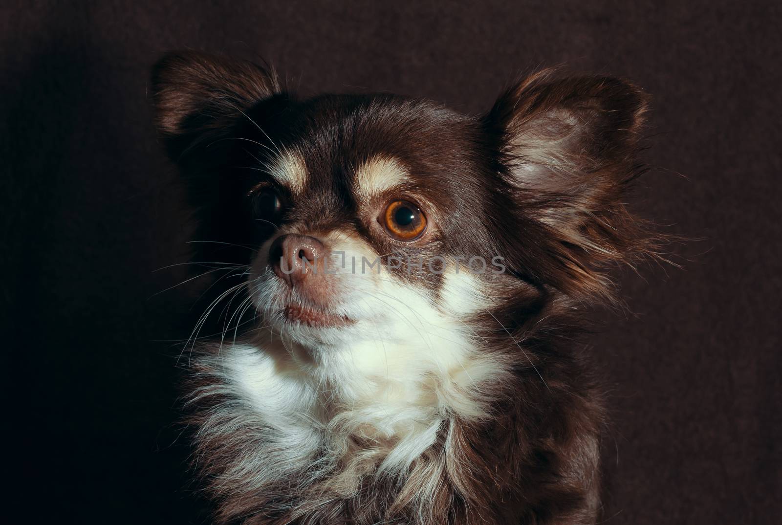 close-up portrait of an adult senior chihuahua against a dark brown background