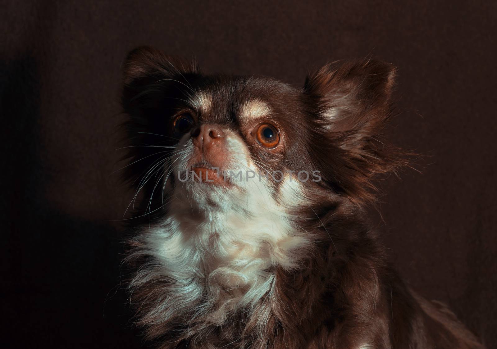 close-up portrait of an adult senior chihuahua against a dark brown background