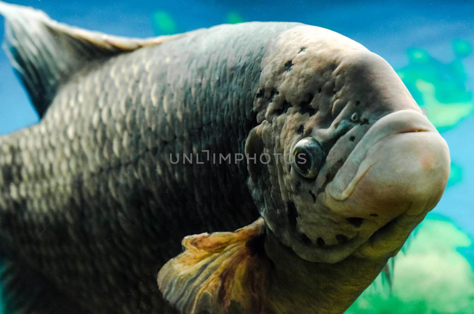 big live fish underwater close up