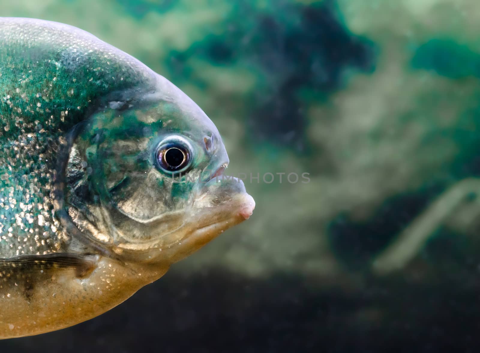 piranha in the water close up