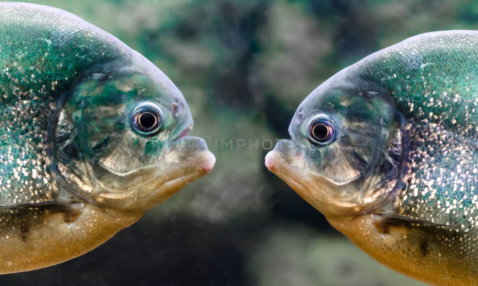 two piranhas are next to each other in the water close up