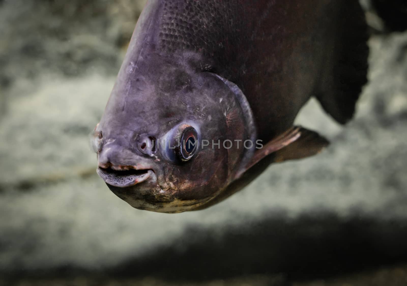live fish Gourami swims in the water in the aquarium closeup