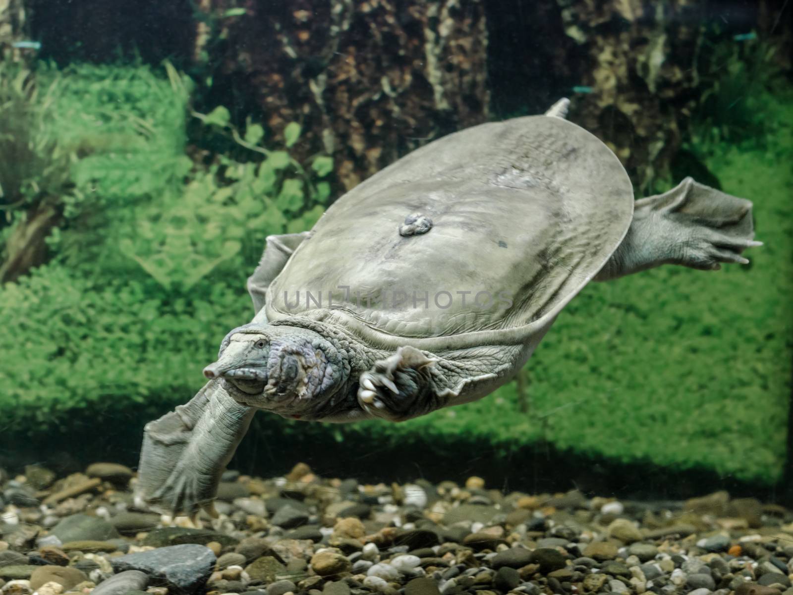 freshwater turtle chinese trionix swims under water close up