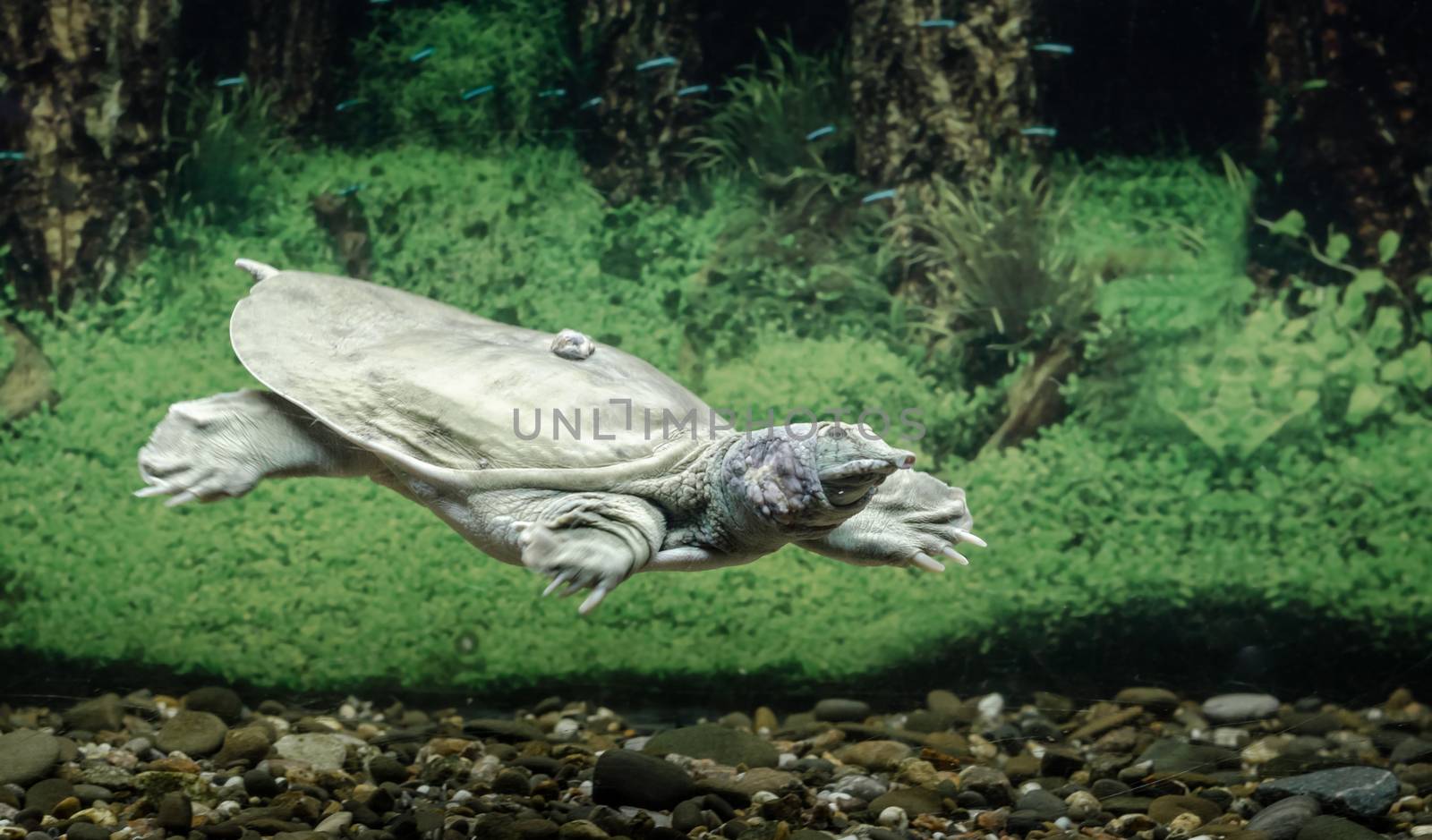 freshwater turtle chinese trionix swims under water close up