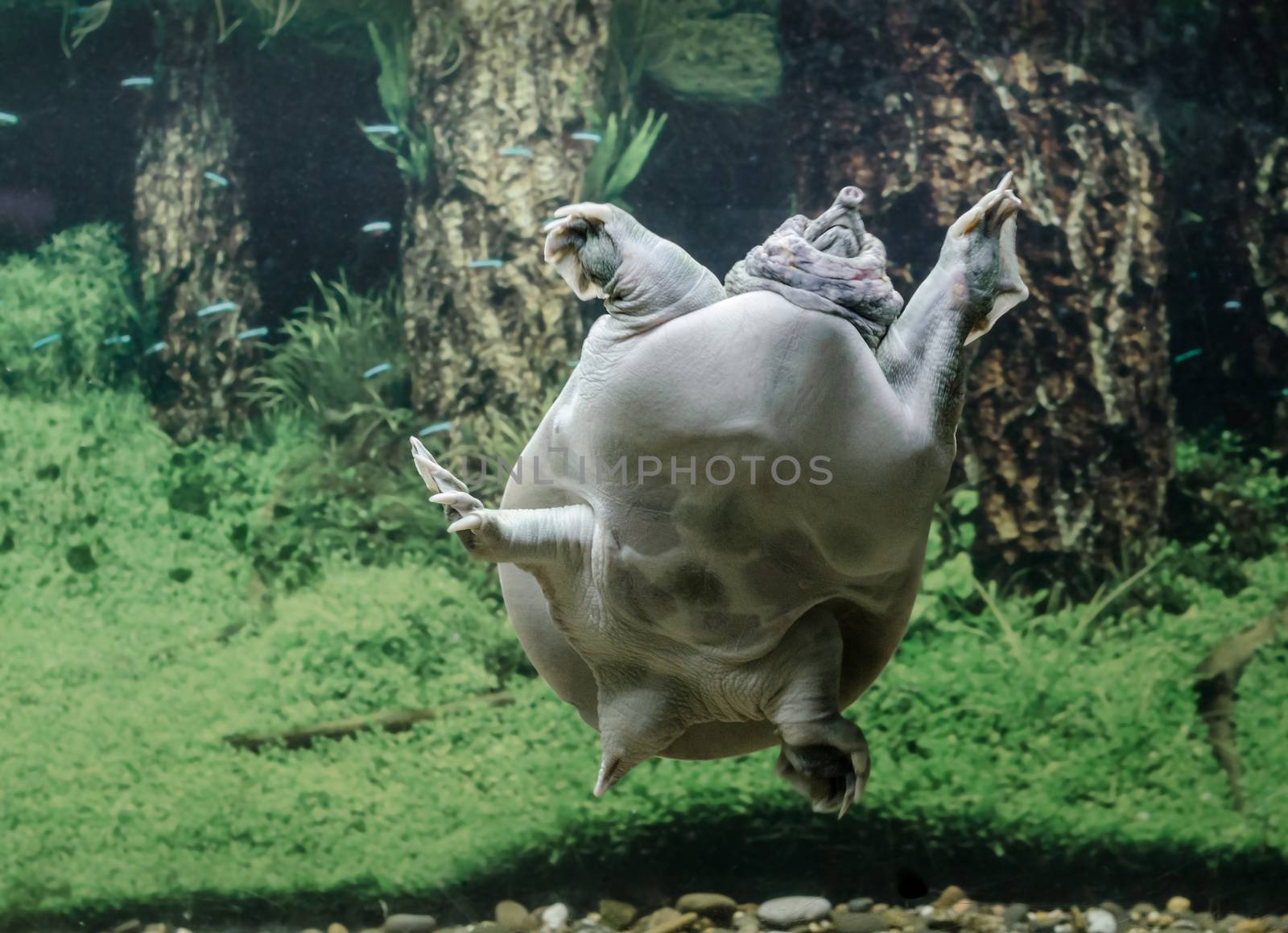 freshwater turtle chinese trionix swims under water close up