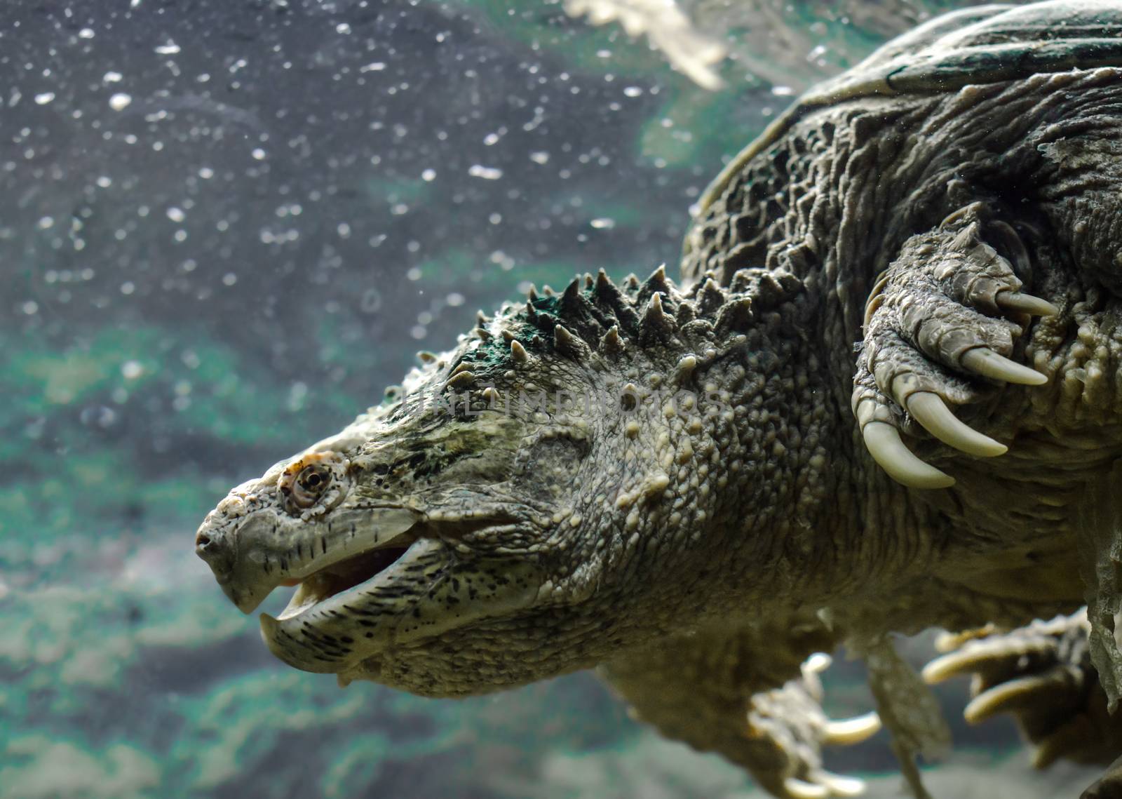 large cayman turtle with open mouth swims under water close up
