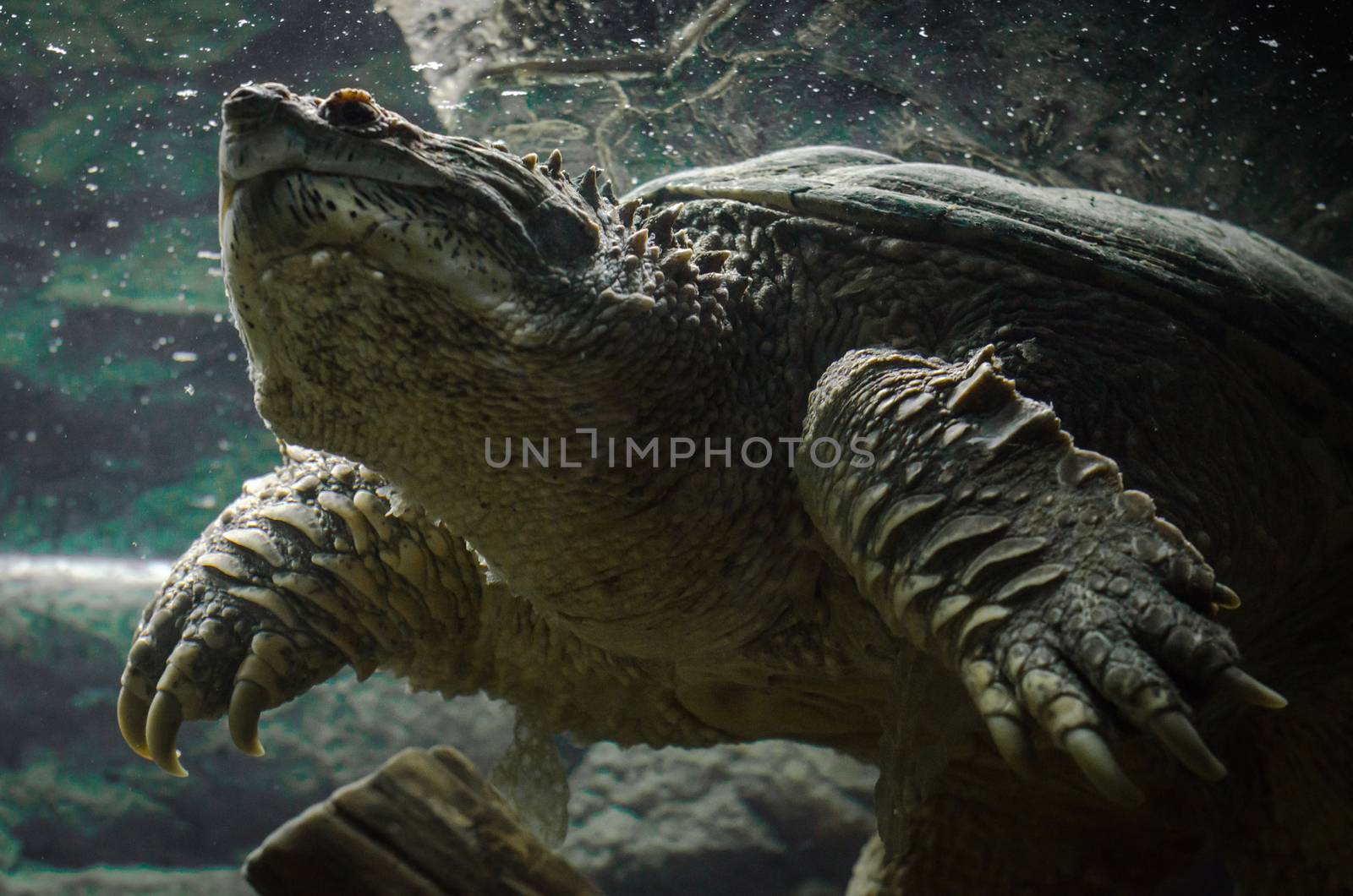 big cayman turtle swims underwater close up