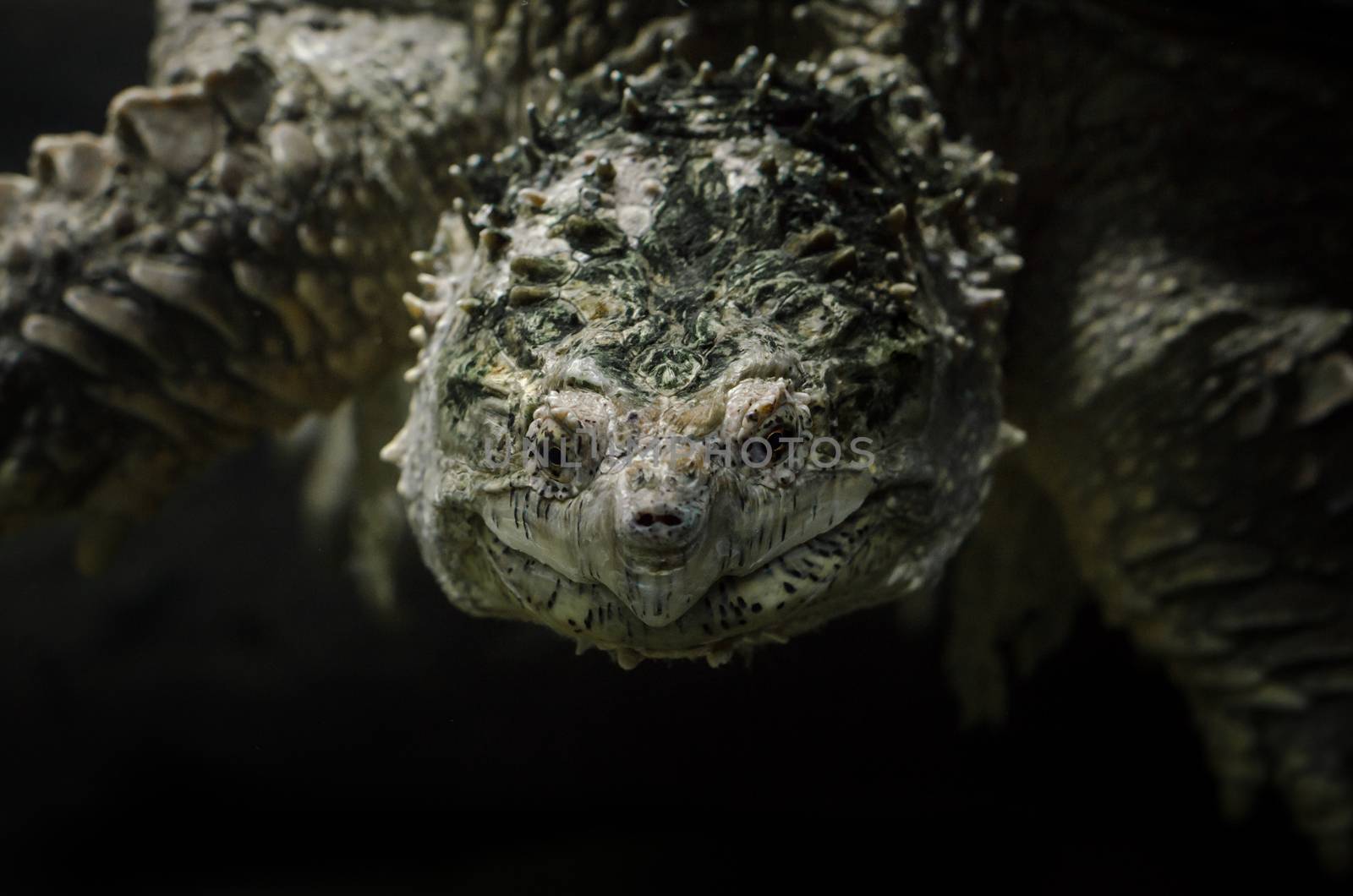 big cayman turtle underwater close up