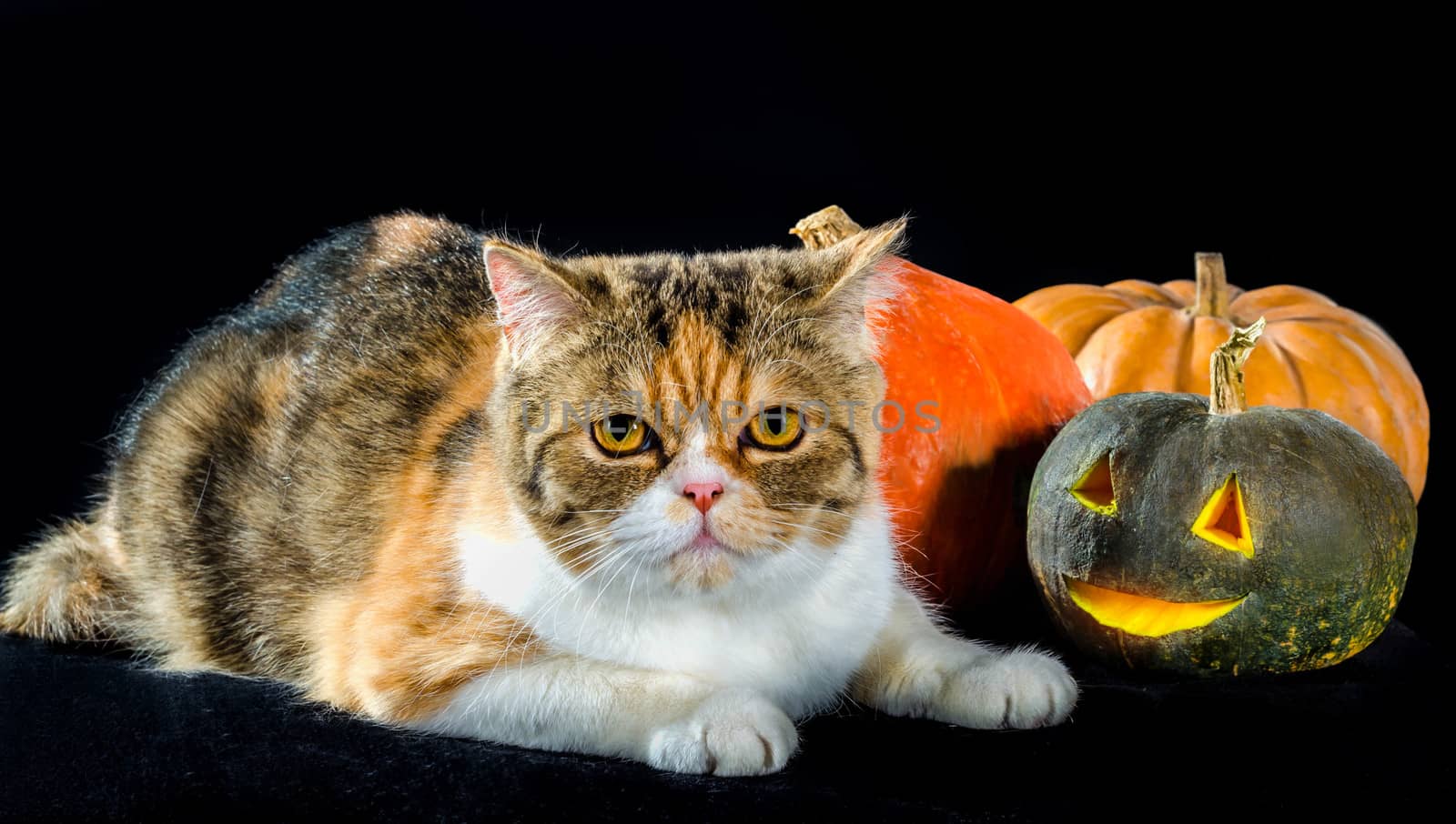 cat of Persian breed sits next to bright colorful Jack-o'-lantern Halloween pumpkins on a black background