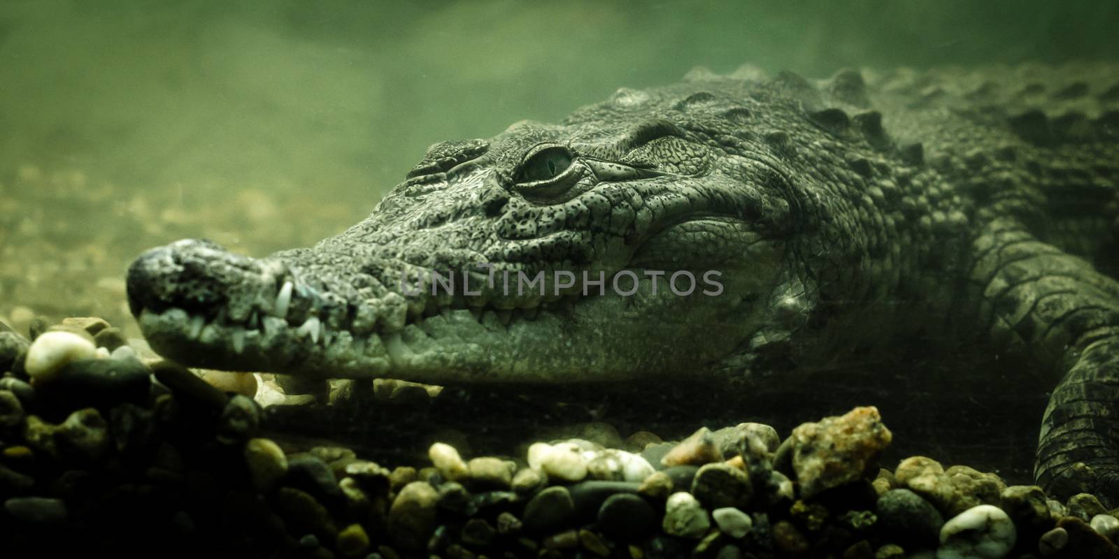 crocodile alligator under water closeup
