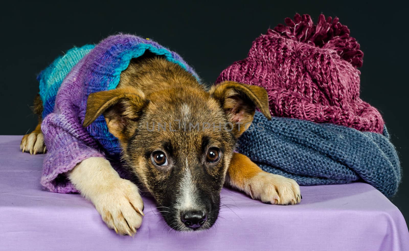 sad little puppy in a knitted blouse on a purple tablecloth next to a woolen blue scarf and lilac cap on a grey background