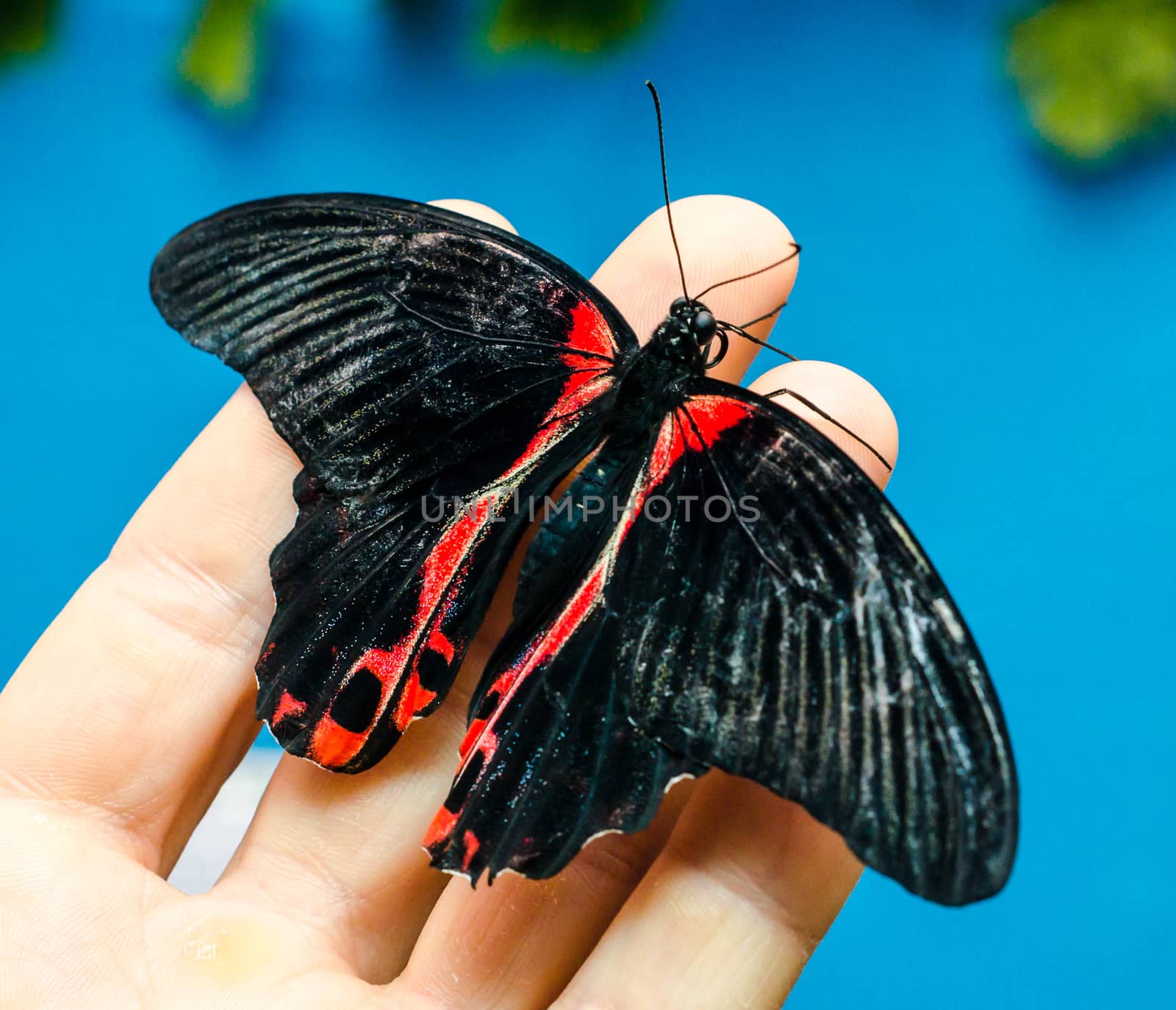 black-red big butterfly sits spread its wings on a human man open palm on a blue background