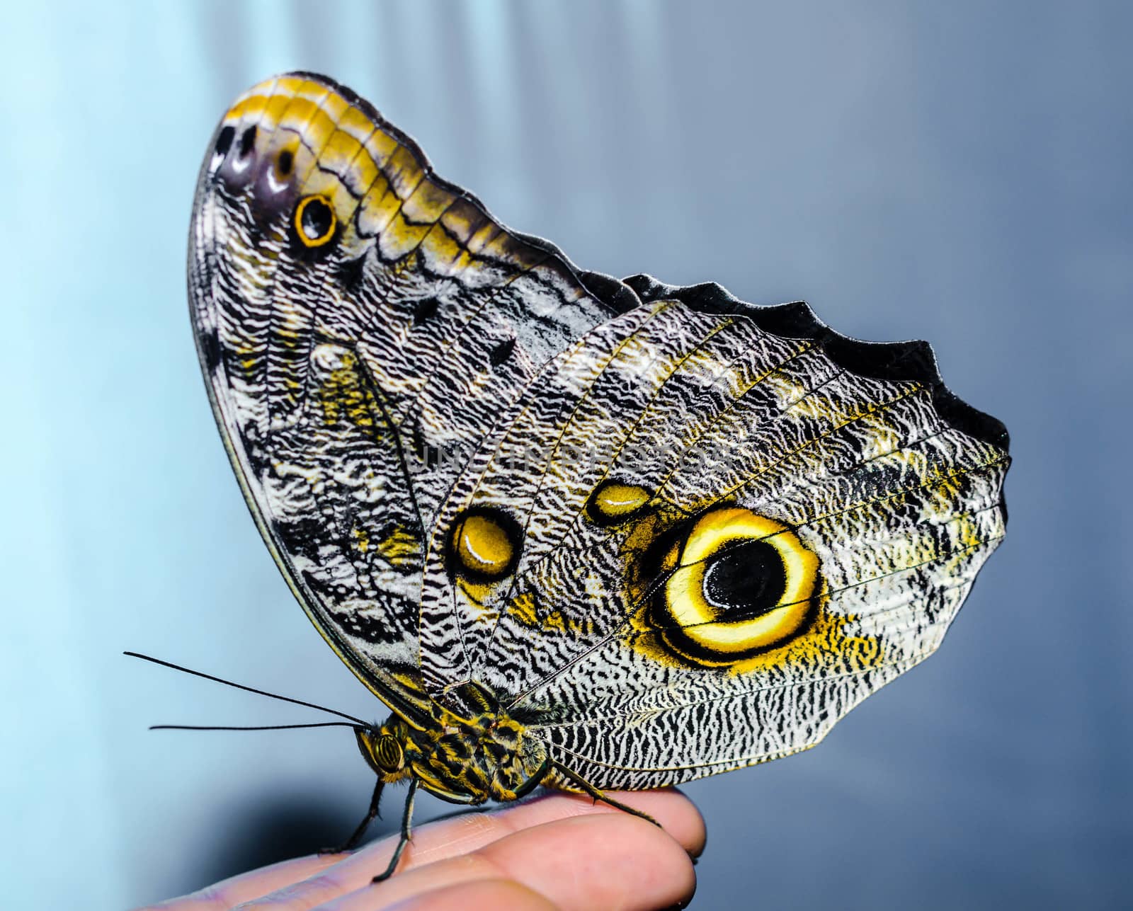 a silvery-yellow big butterfly sits folding its wings on a human open palm on a gray-blue background