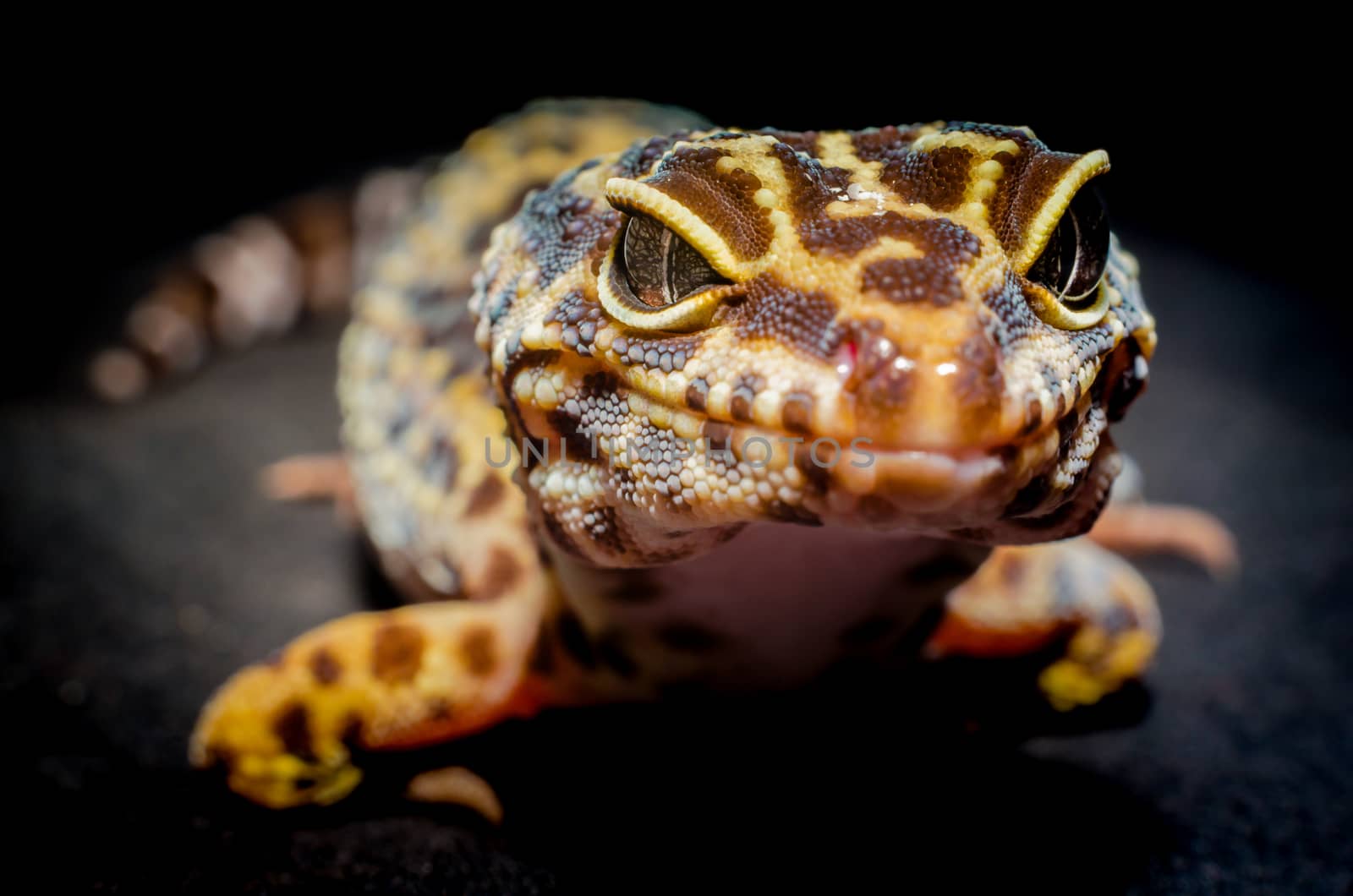 head of a lizard euplatformar closeup on a dark background