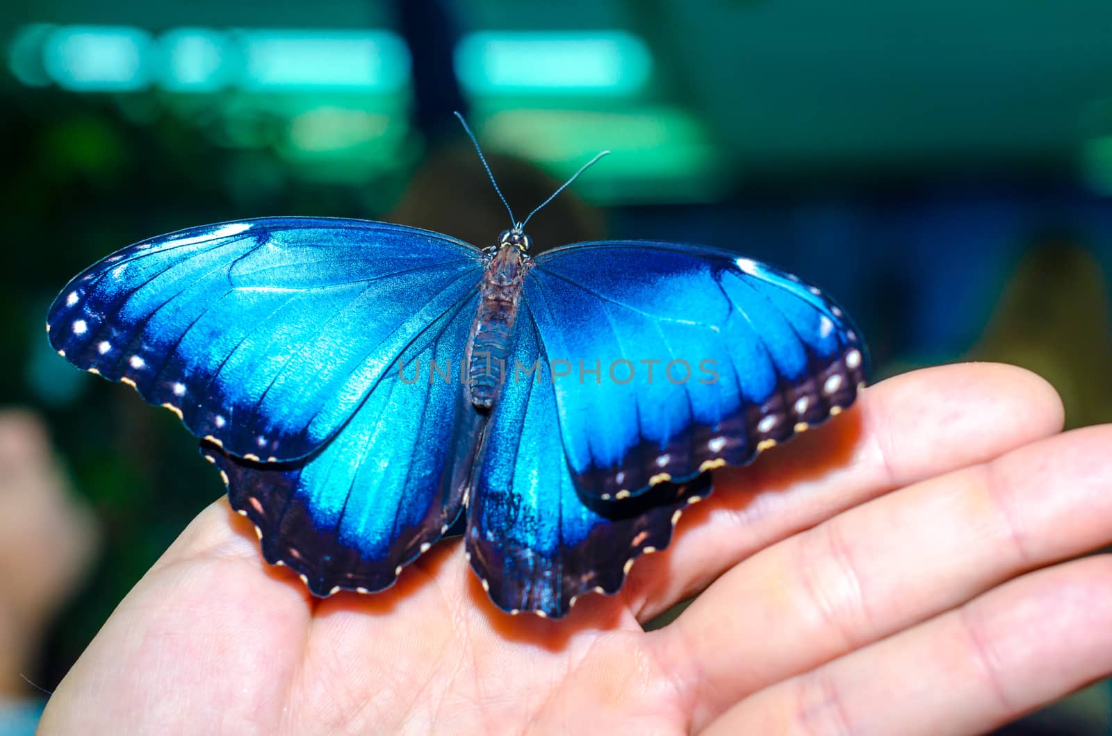 bright blue big butterfly sits spread its wings on a human man open palm on a blue-grey background
