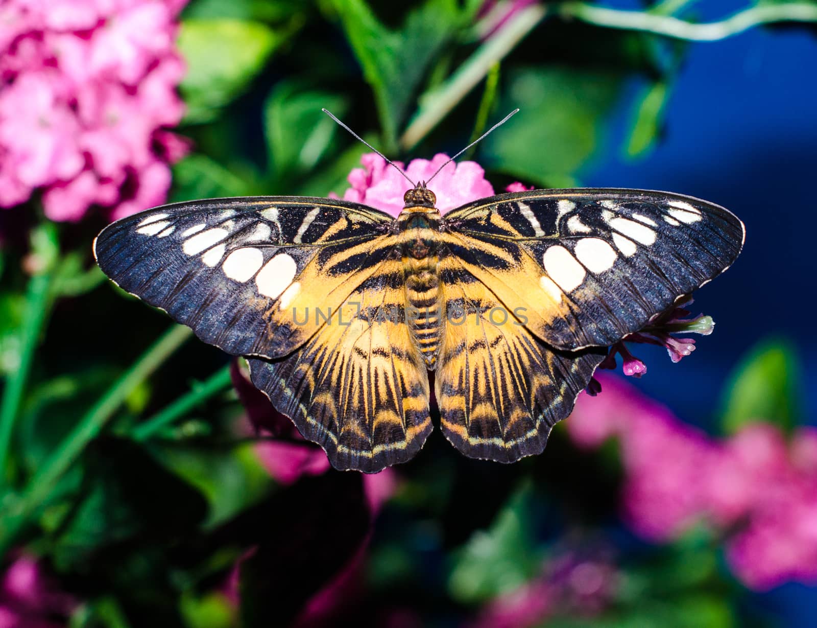 bright black yellow big butterfly sits spread its wings on a purple artificial plant