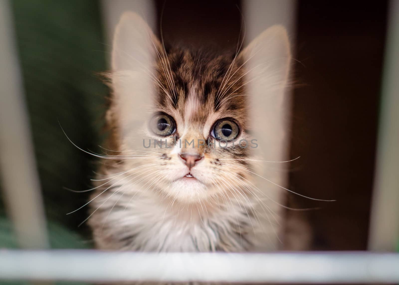 small kitten in the cage looks through the bars with the reflection of rods in the eyes by Gera8th