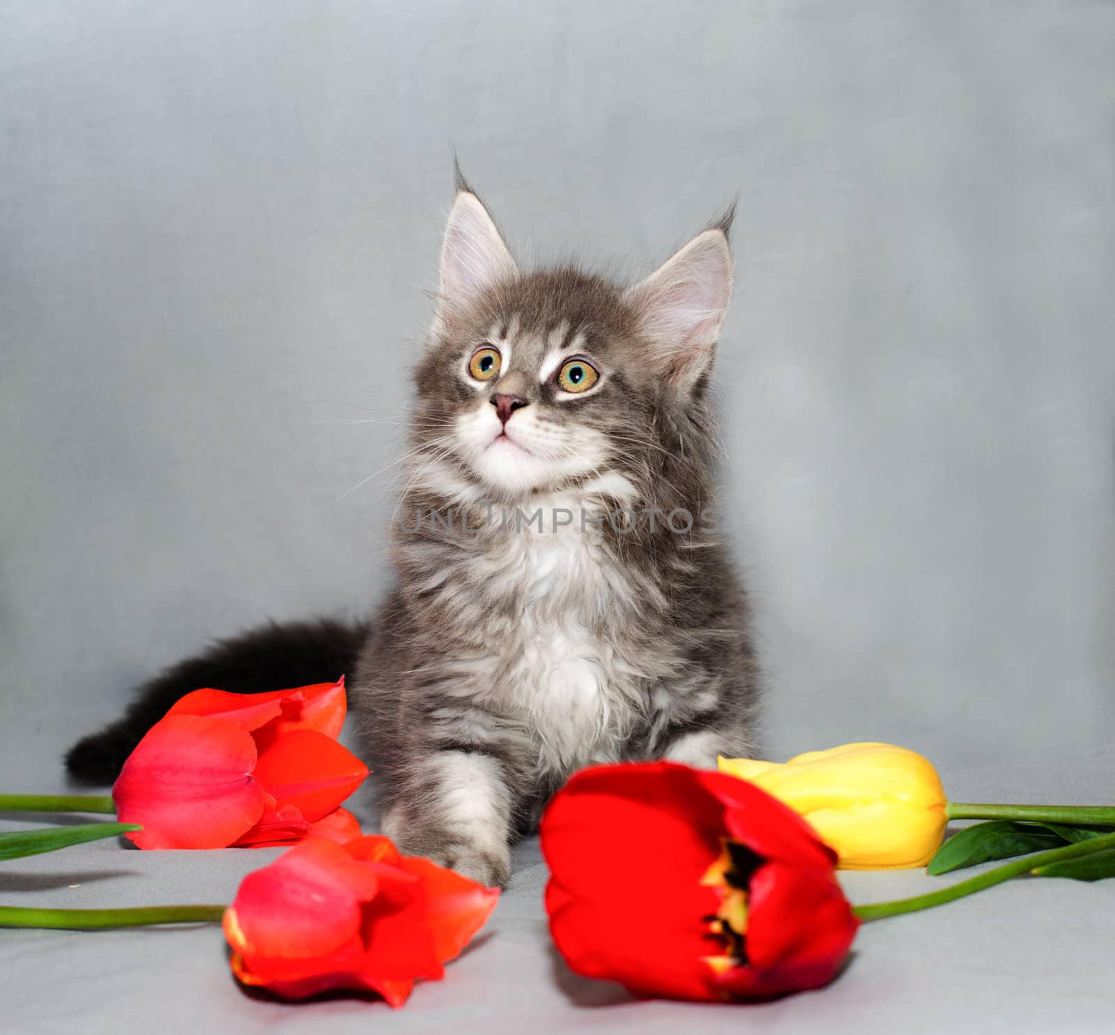 Gray small kitten of Maine Coon color tabby with four colorful tulips on a light gray background