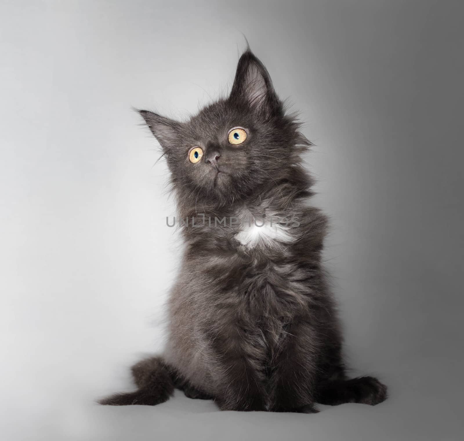 Black and white small kitten of the maine coon breed on a light gray background