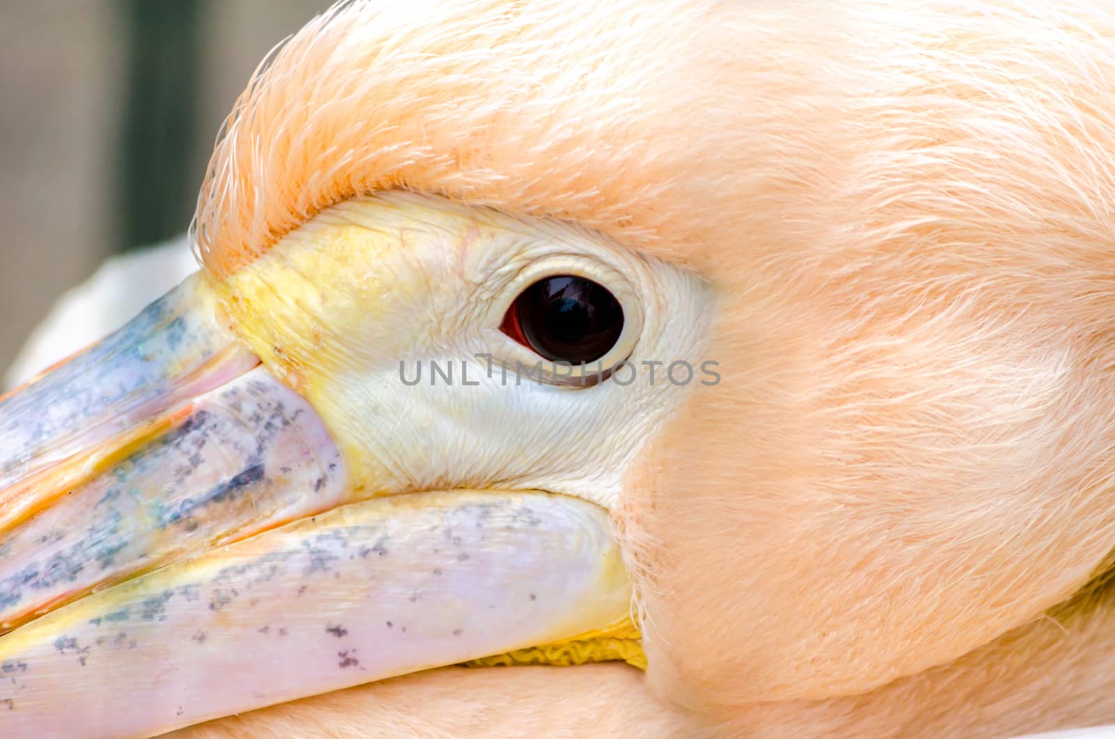 head red eye and part of pink pelican's beak close up