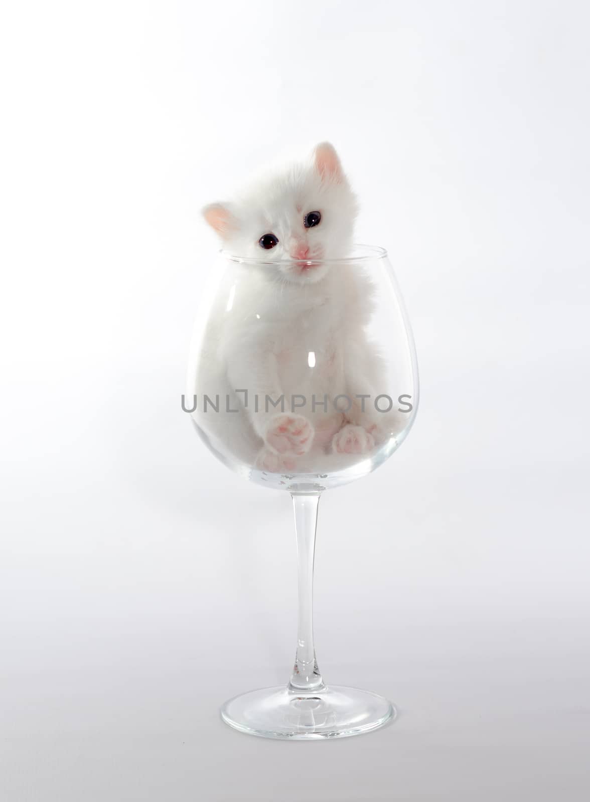 white color kitten sitting in a big wine glass