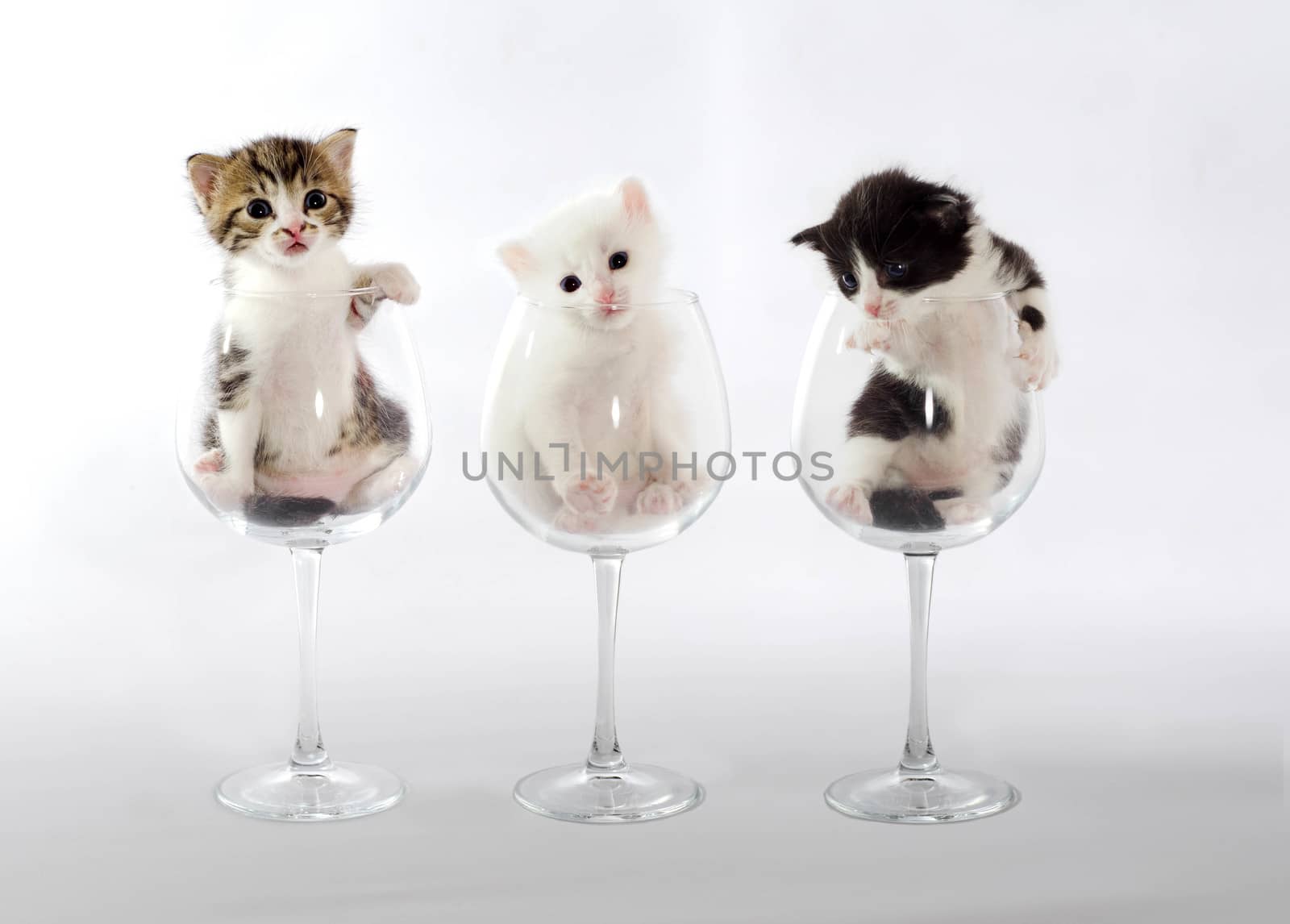 three little kittens in wine glasses on a light background
