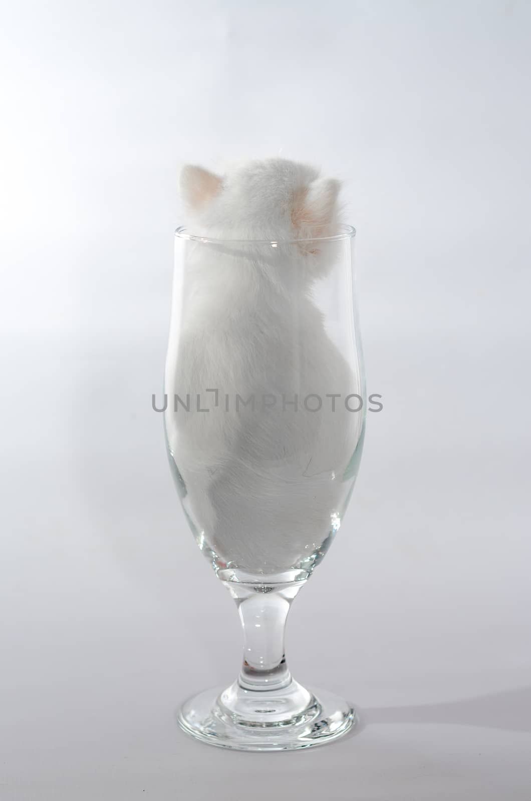 kitten white color  sitting in a clear beer glass