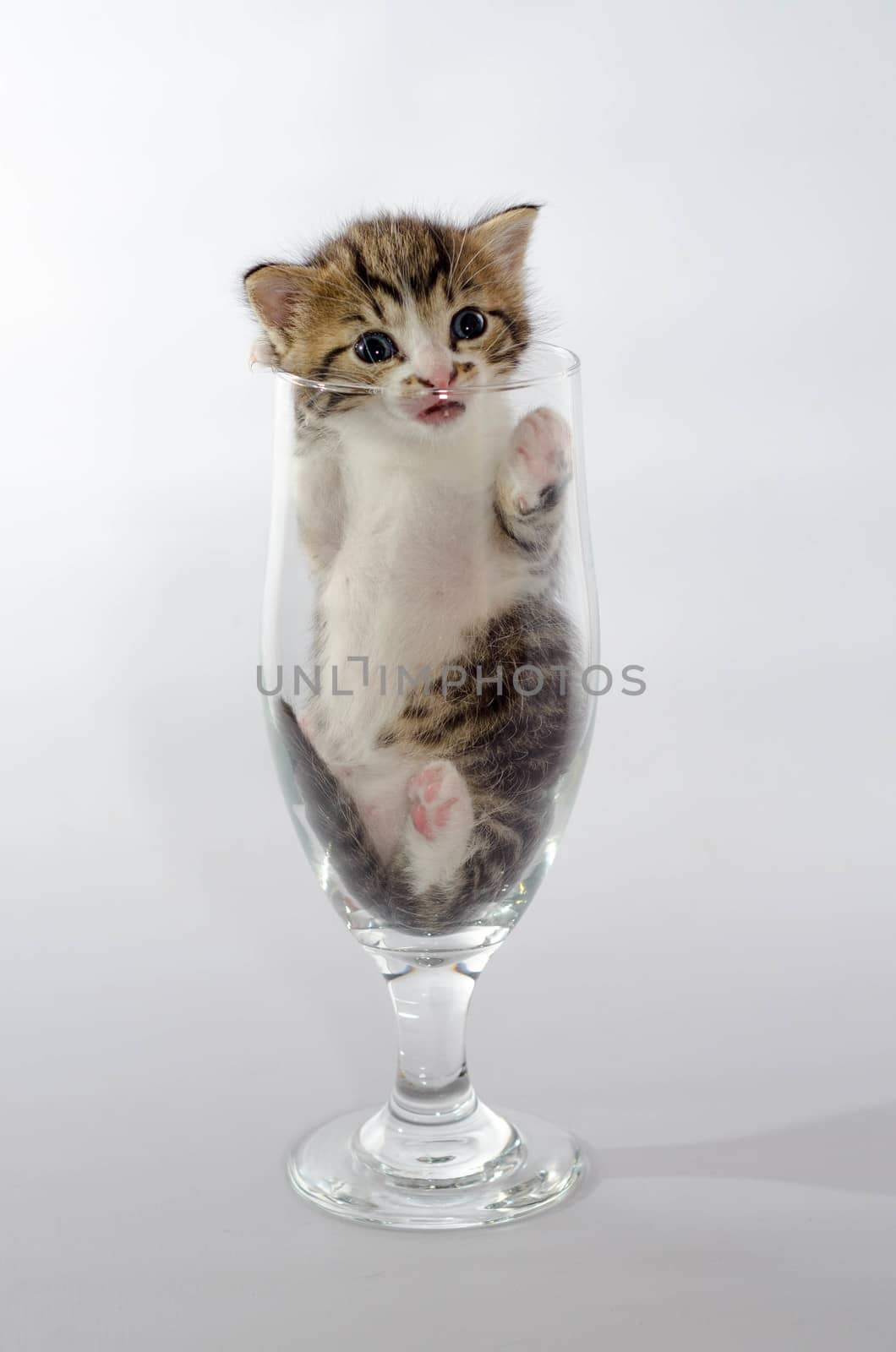 small blue-eyed kitten color tabby sitting in a clear beer glass