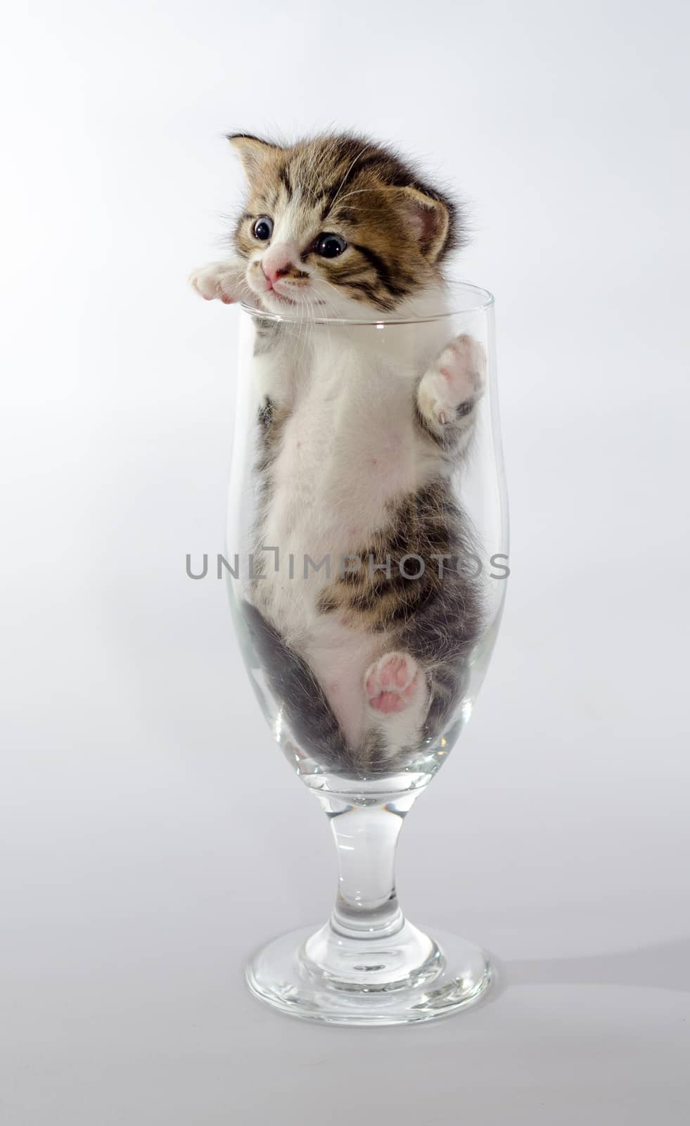 small blue-eyed kitten color tabby sitting in a clear beer glass