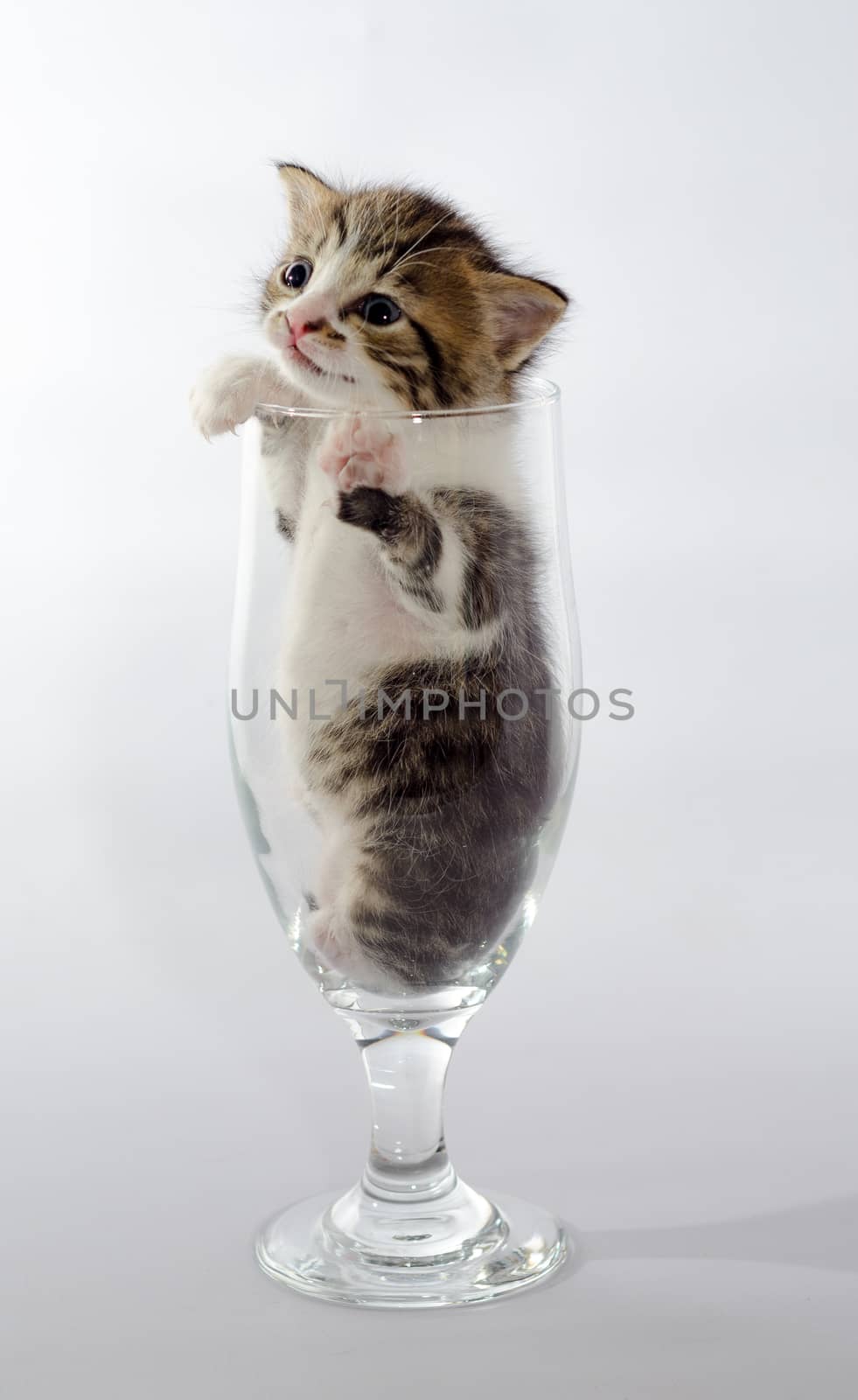 small blue-eyed kitten color tabby sitting in a clear beer glass