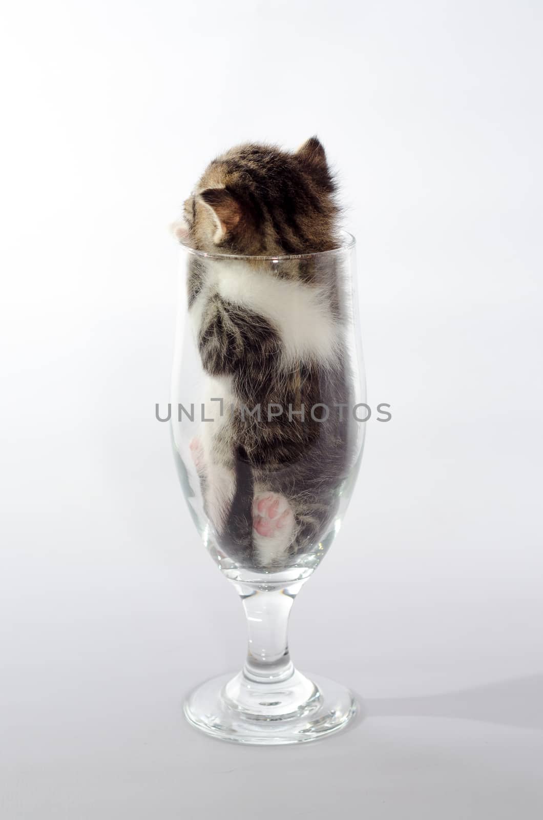 kitten color tabby sitting in a clear beer glass
