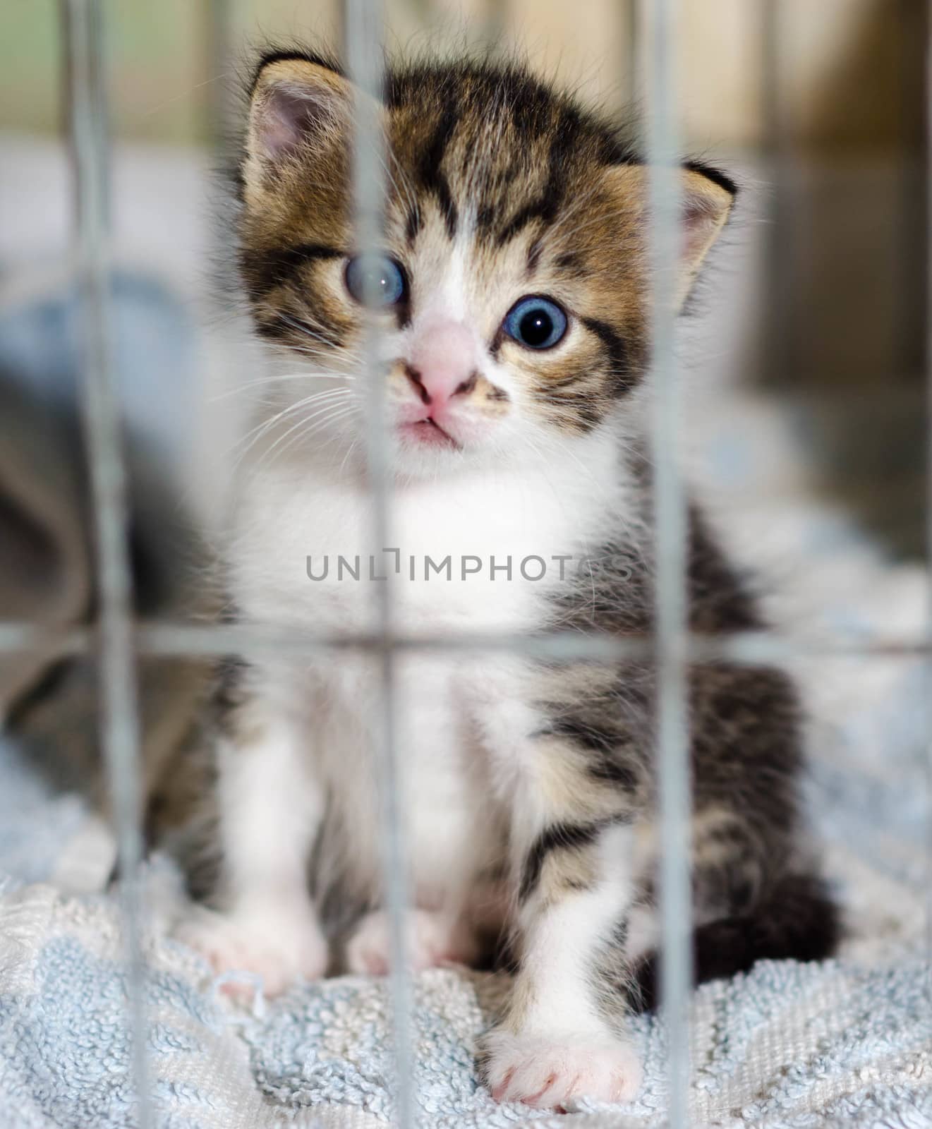 small blue-eyed kitten of a tabby color stares in surprise from the cage
