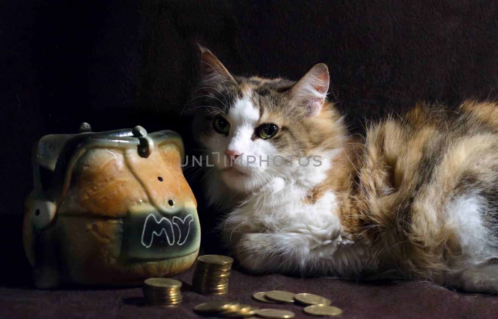fluffy cat on a dark brown background sits next to the piggy bank and stacks of coins