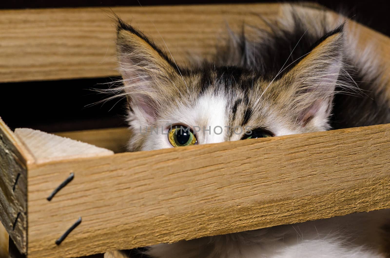 white brown fluffy kitten siting and peeking out of a wooden packing box with metal straps