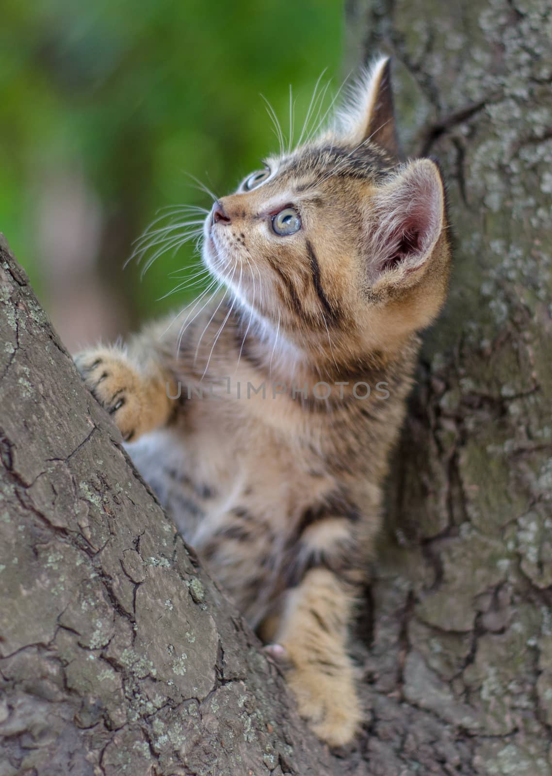 little kitten color tabby climbing a tree