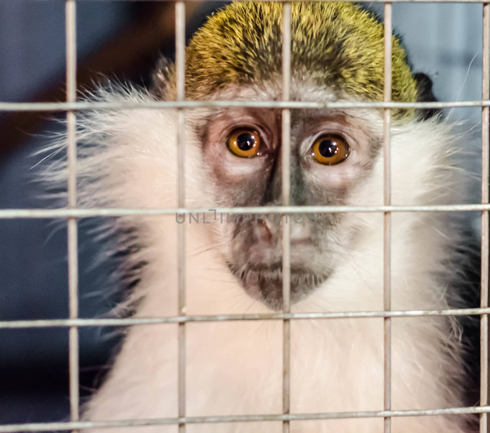 green monkey looks sadly through the cage lattice